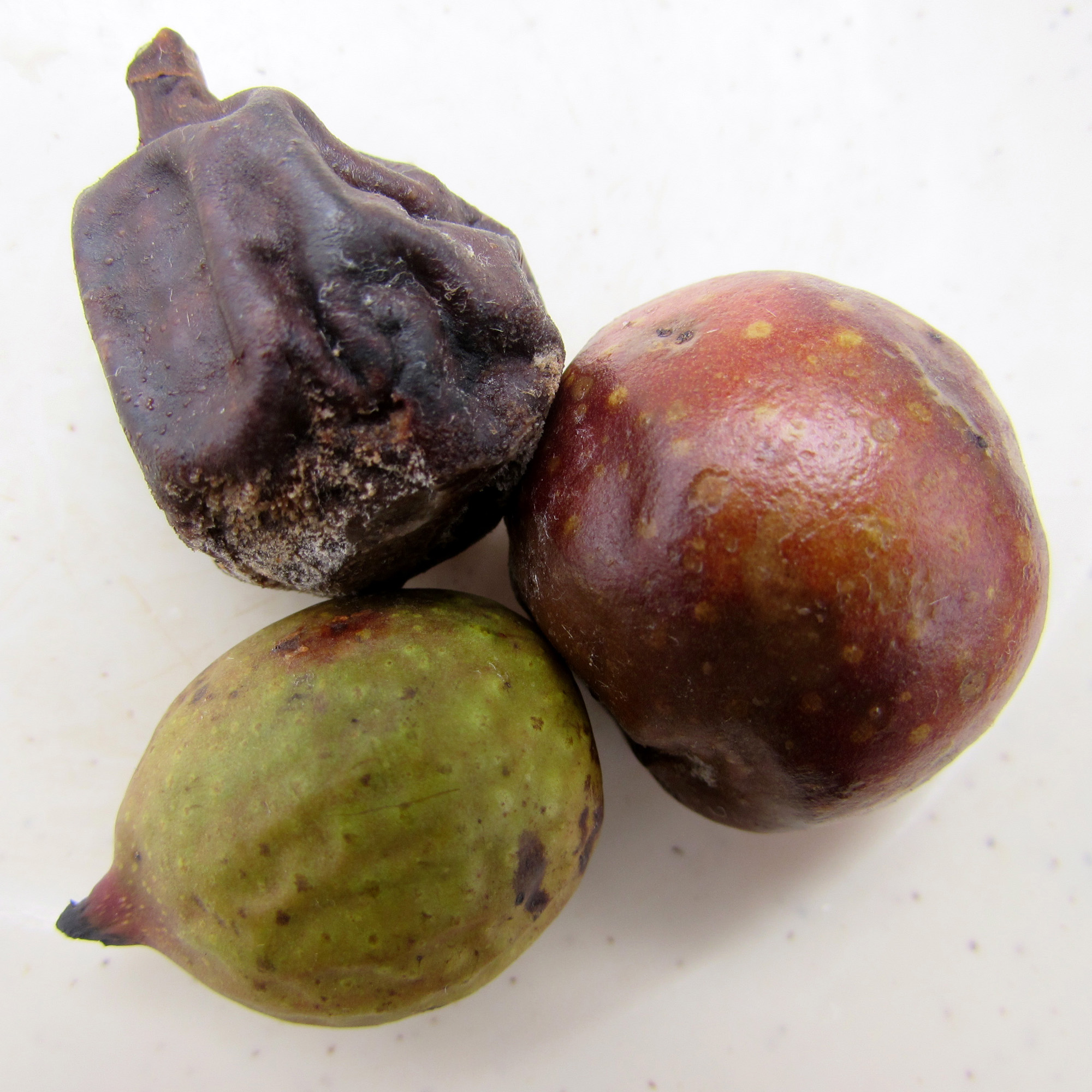 Ficus dubia fruits