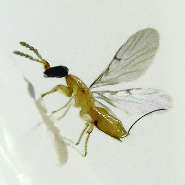 Ficus subgelderi non-pollinator wasp