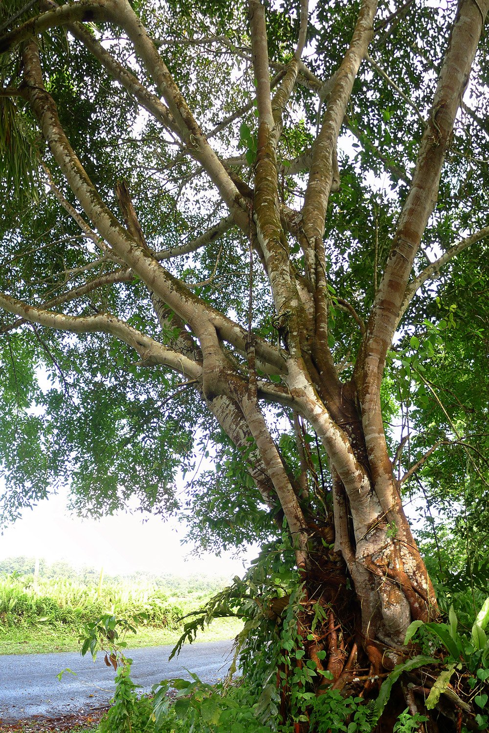 Ficus subgelderi - Strangler with One Trunk
