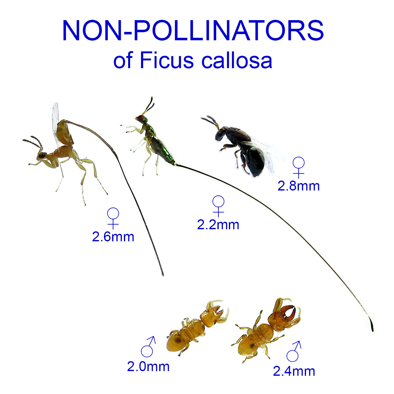 Ficus callosa non-pollinators