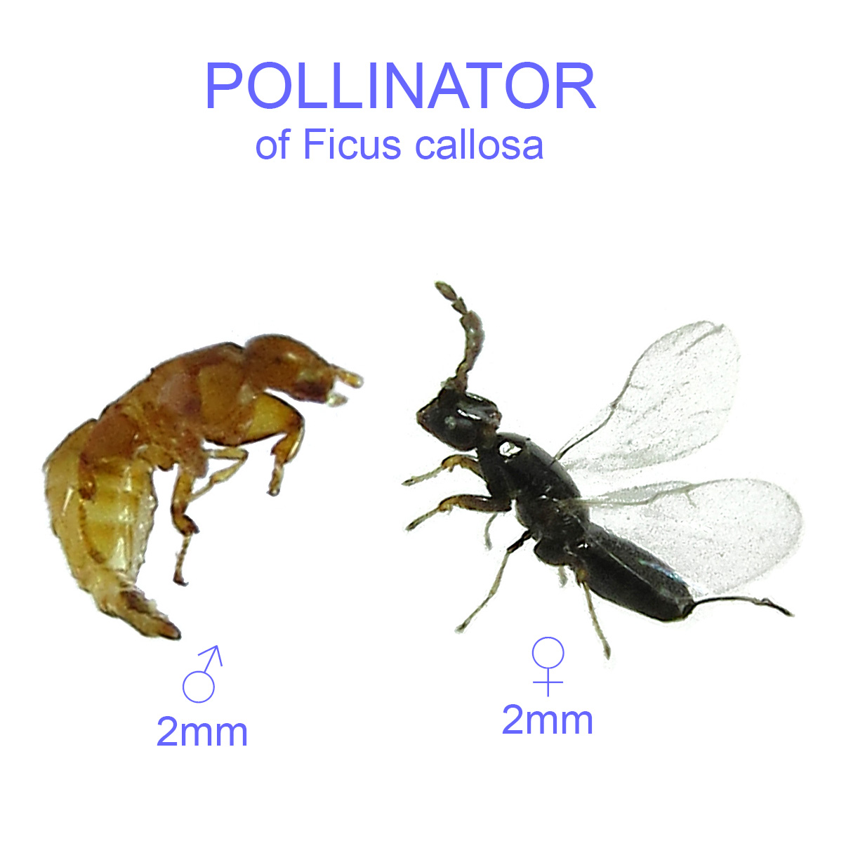 Ficus callosa pollinator
