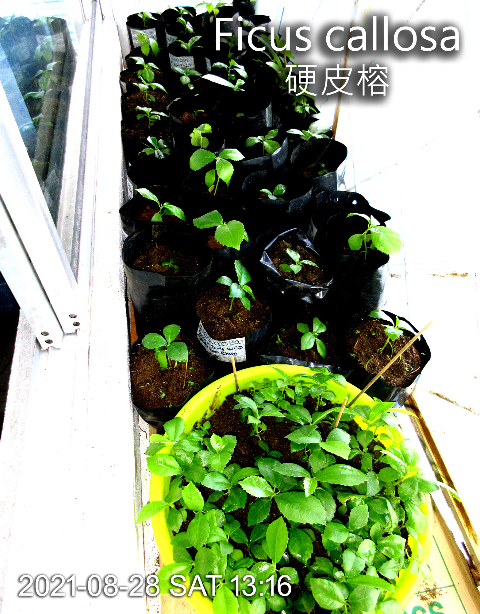 Ficus callosa habitat