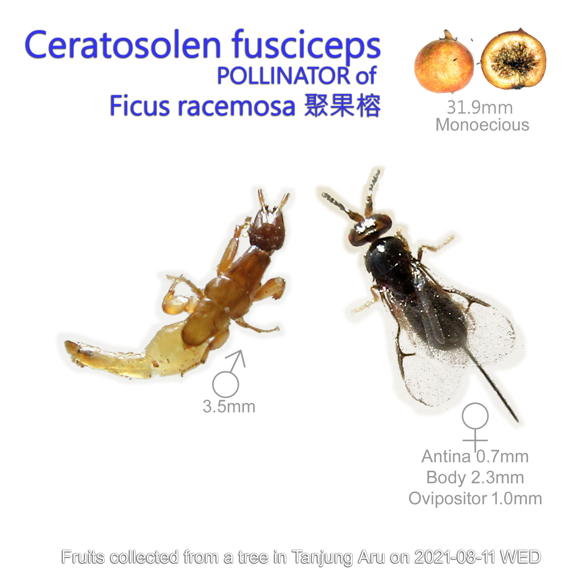 Ceratosolen fusciceps, the fig wasp pollinating Ficus racemosa, 