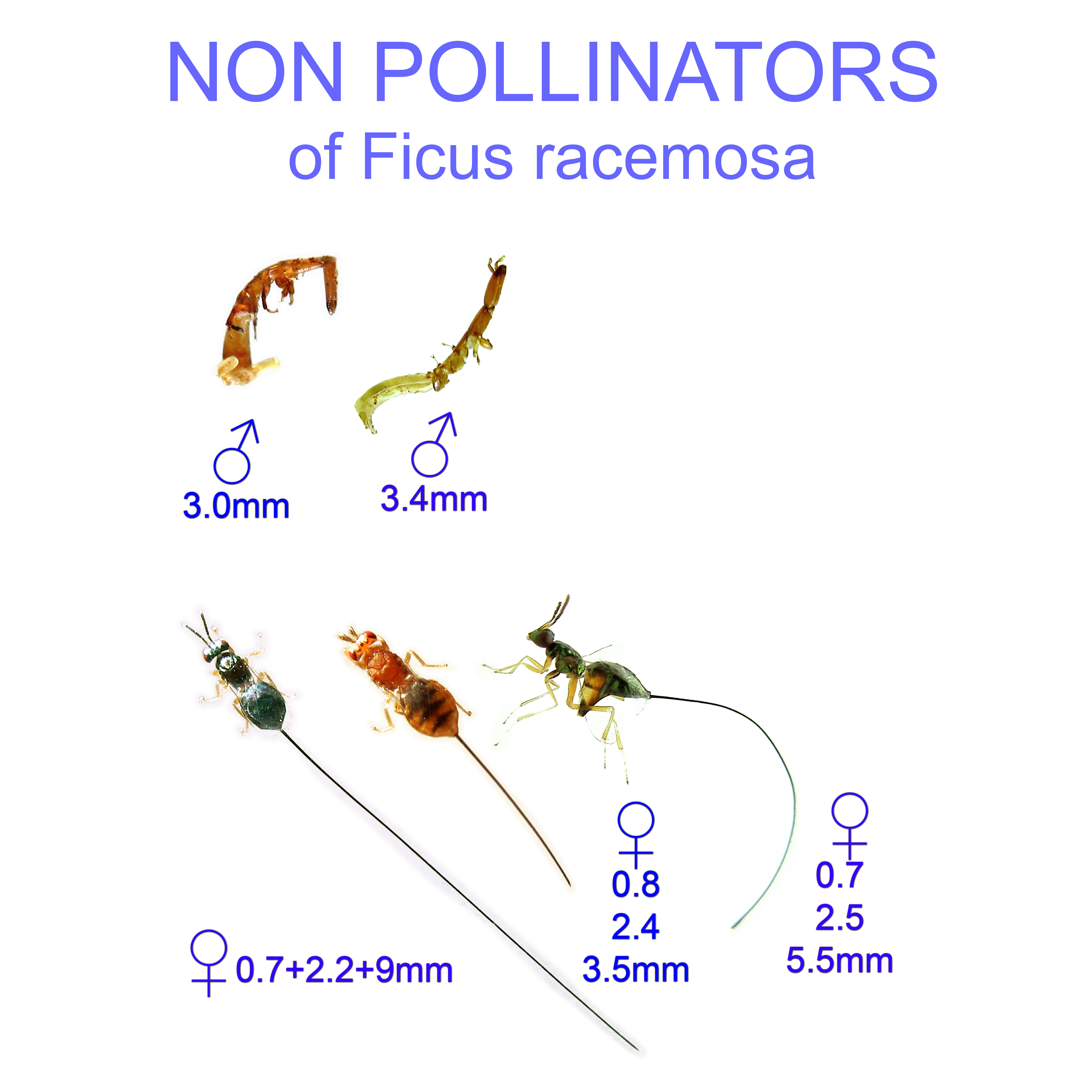 Ficus racemosa non-pollinator