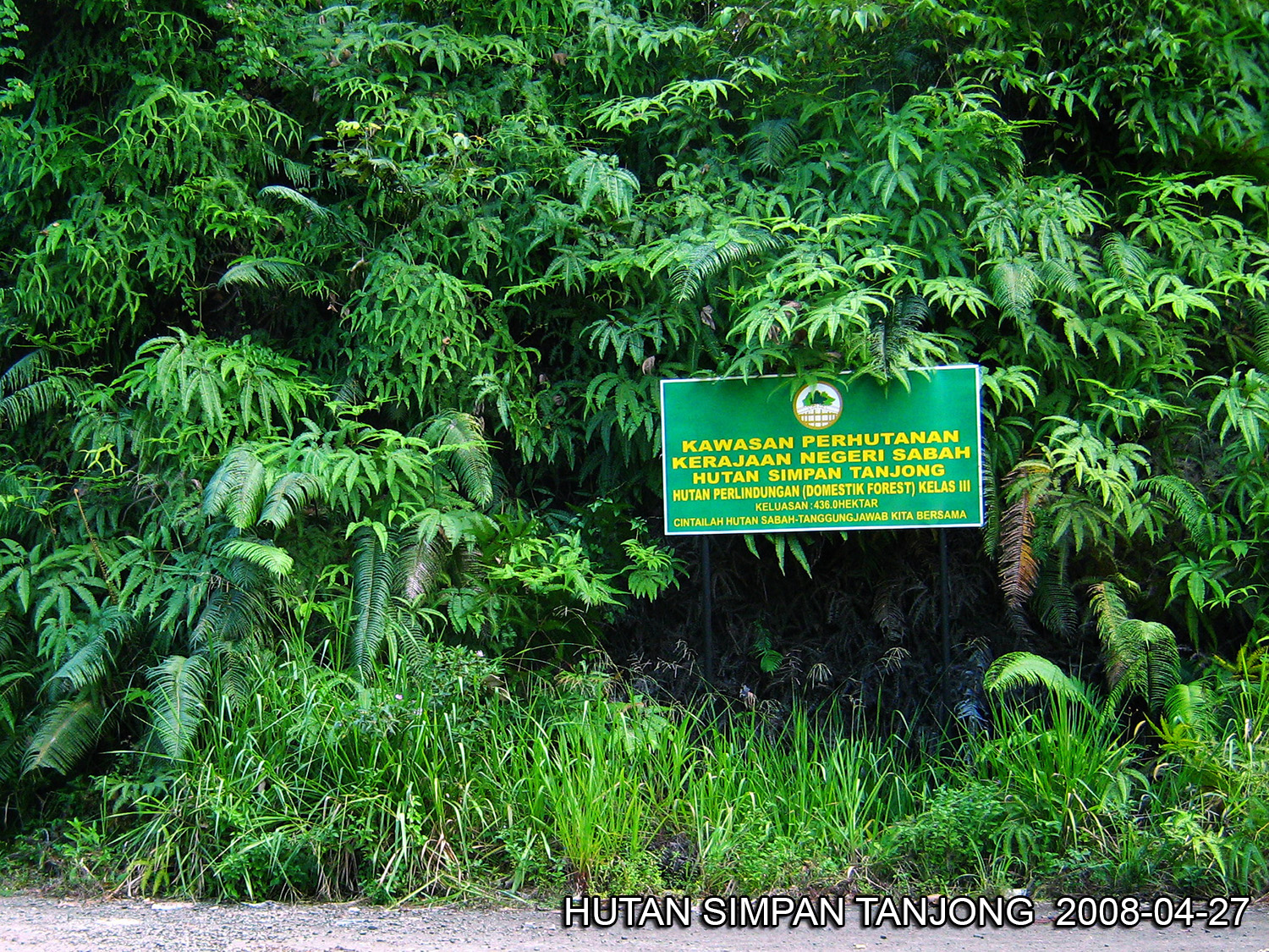 Forest view with Ficus variegata