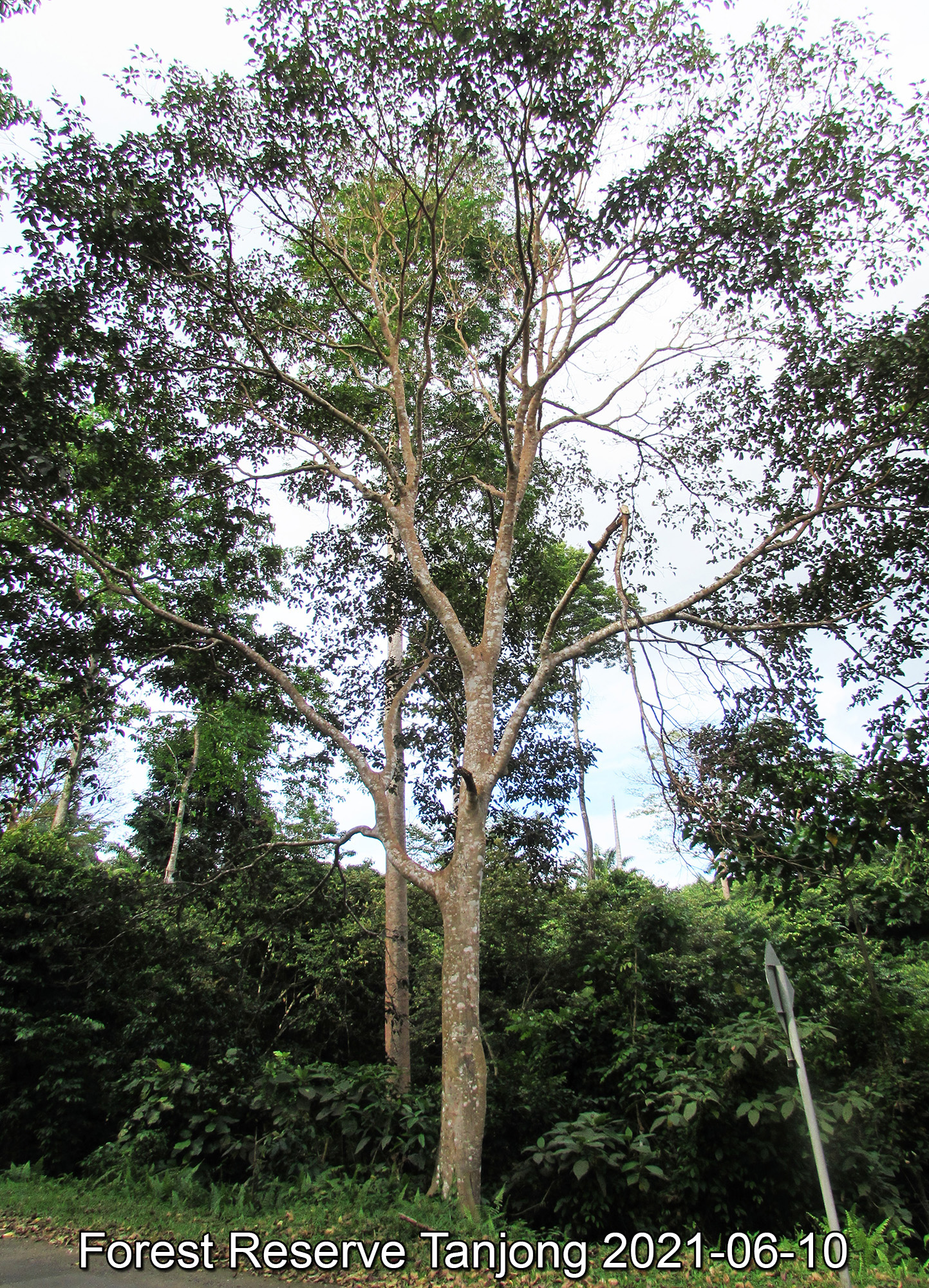 Ficus variegata tree by the roadside