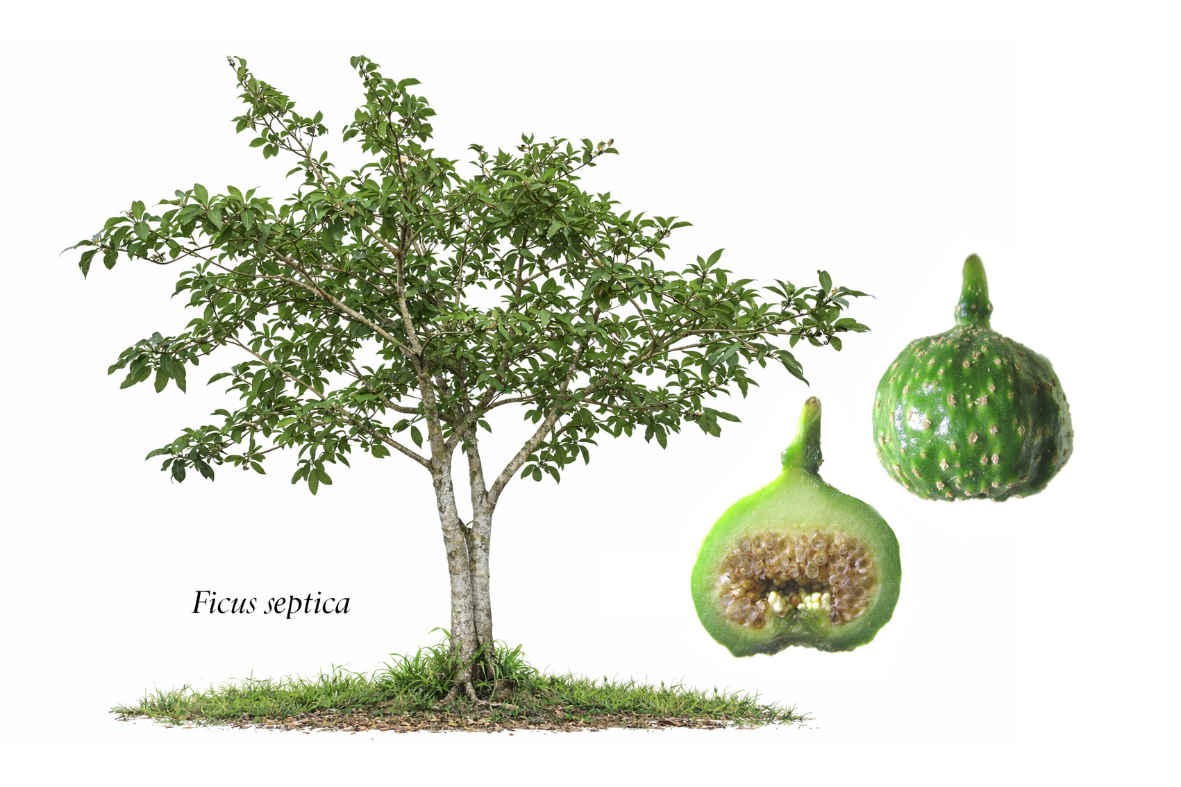 Strangler with many roots