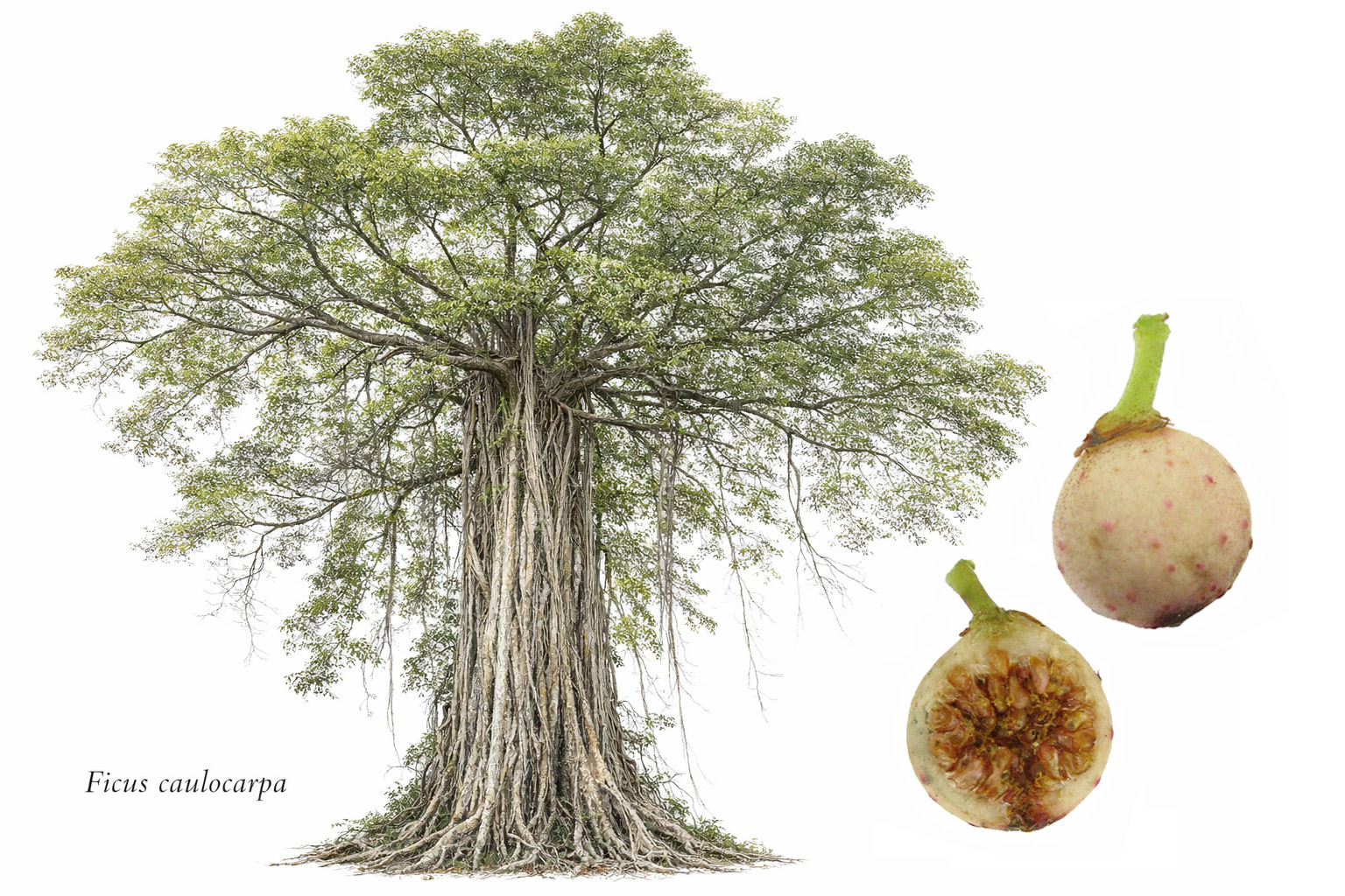 Strangler with many roots