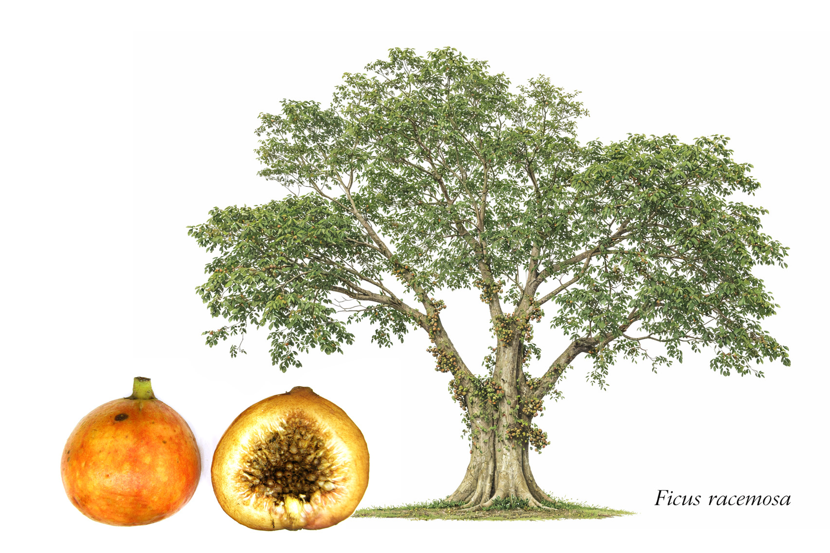 Strangler with many roots