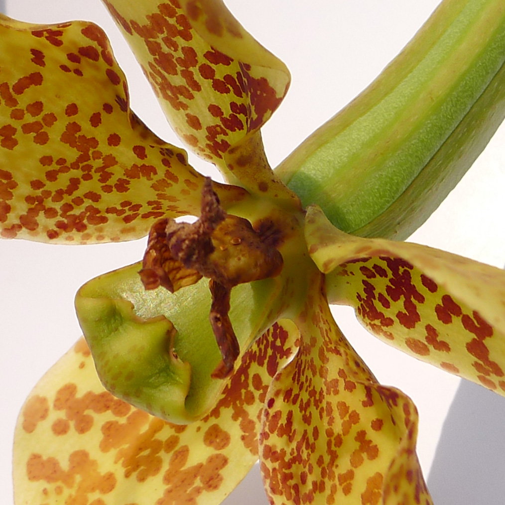 Grammatophyllum speciosum seed pod