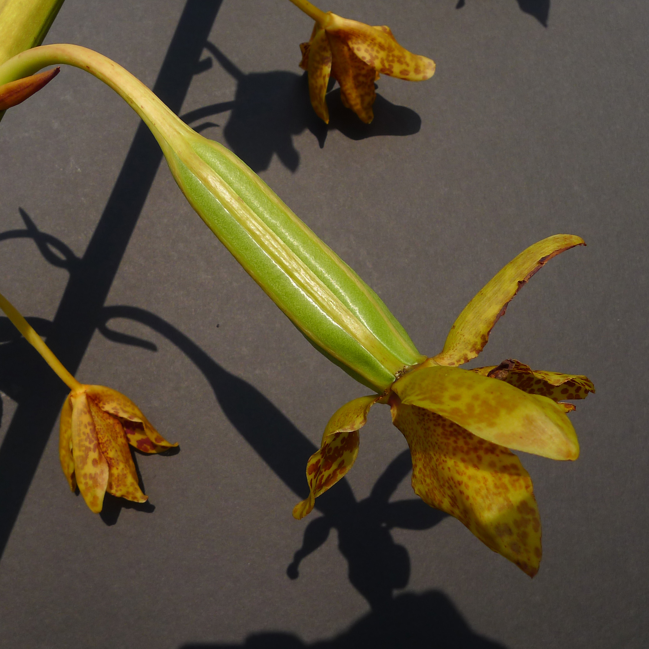 Grammatophyllum speciosum seed pod