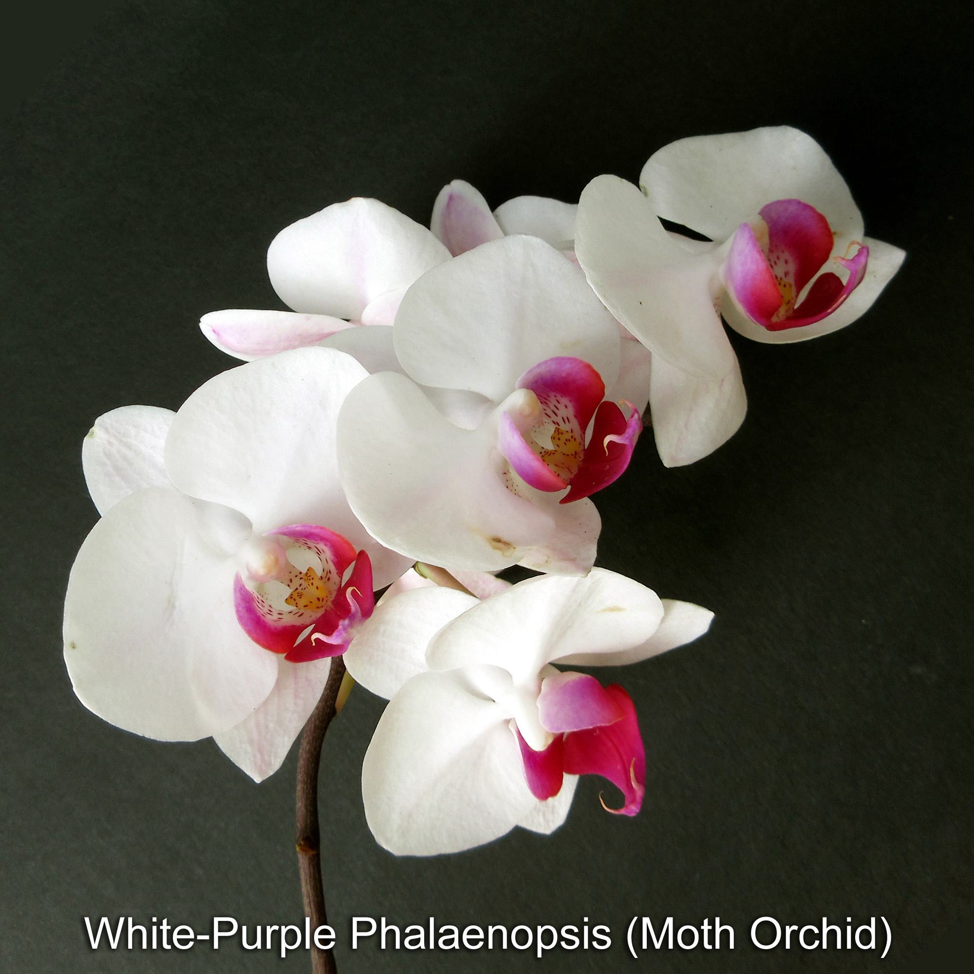 Phalaenopsis orchid