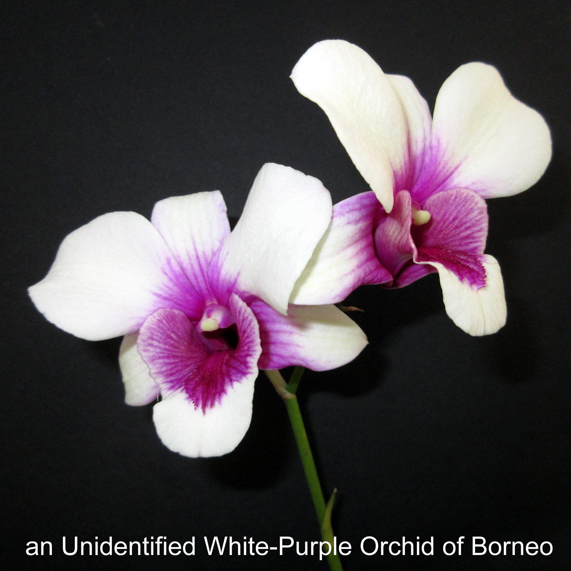 White-Purple Orchid of Borneo