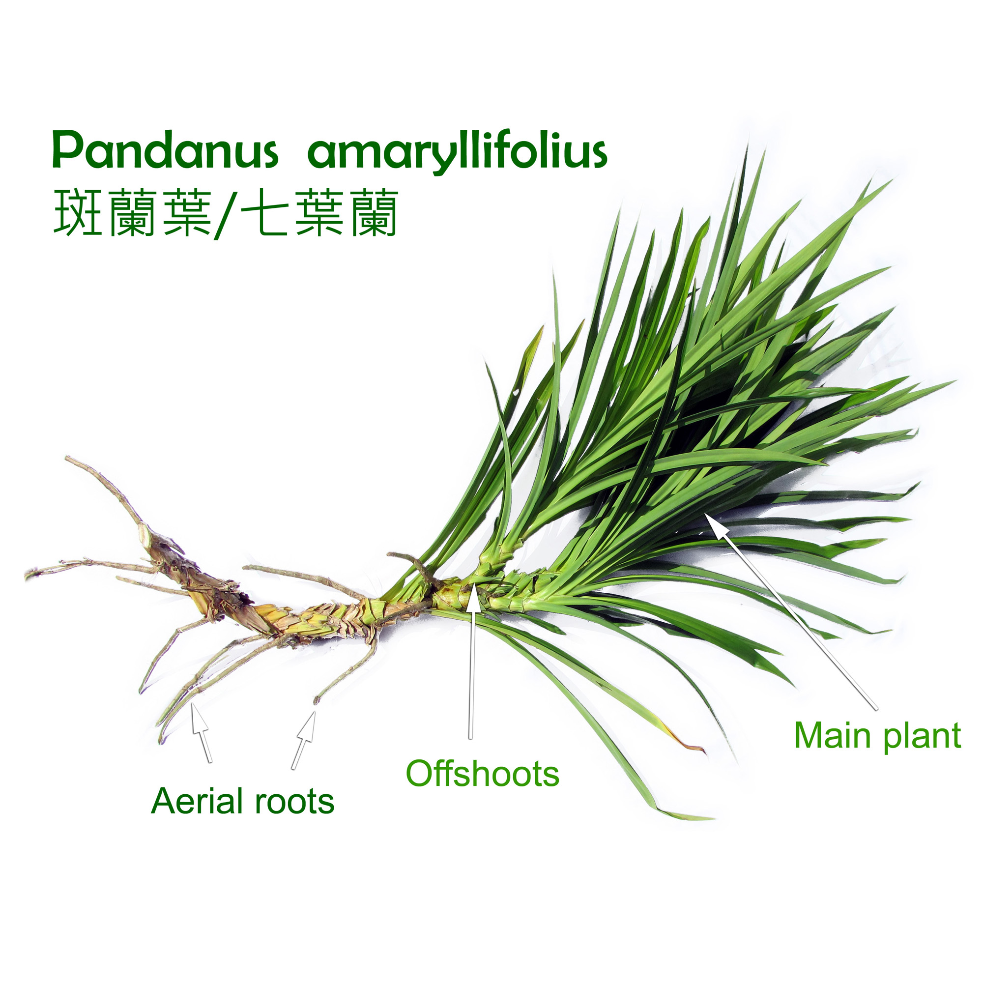 Pandanus amaryllifolius