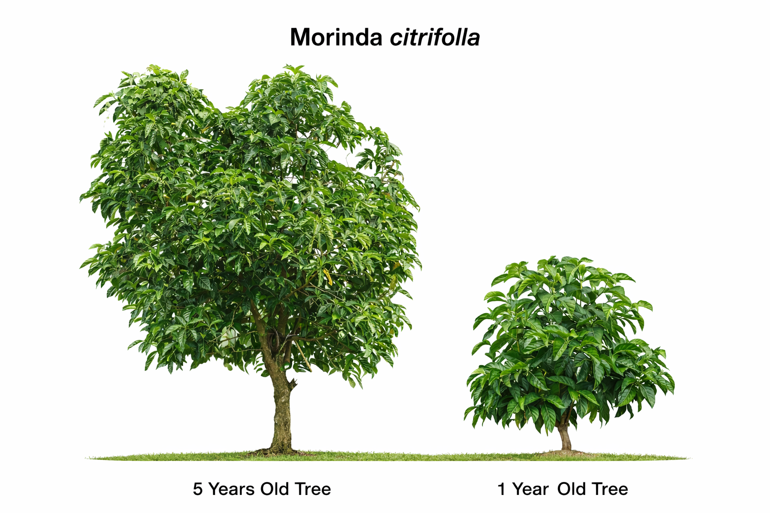 Morinda citrifolia plant