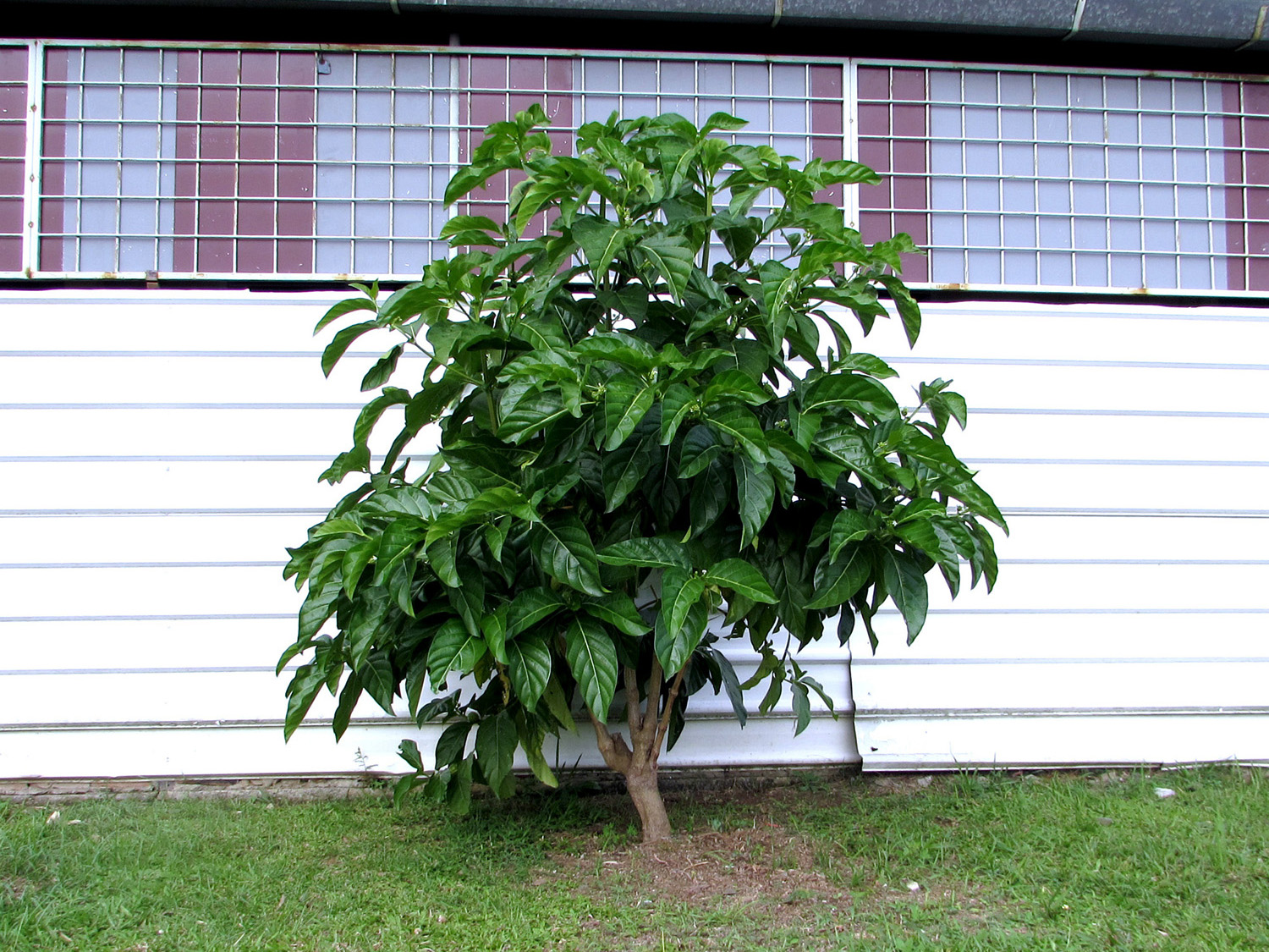 Young Noni plant in Tawau