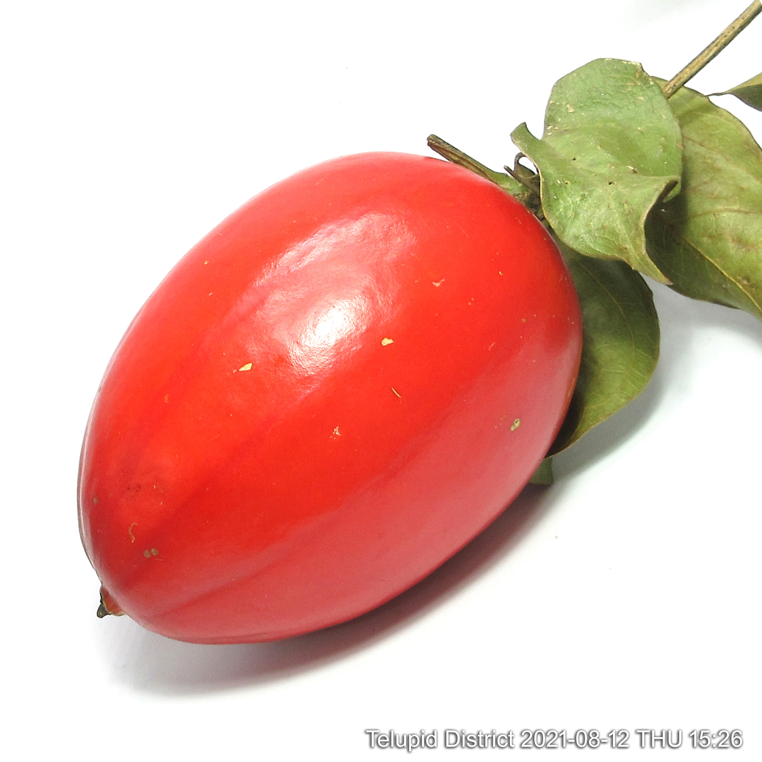 Wild Red Fruit of Borneo