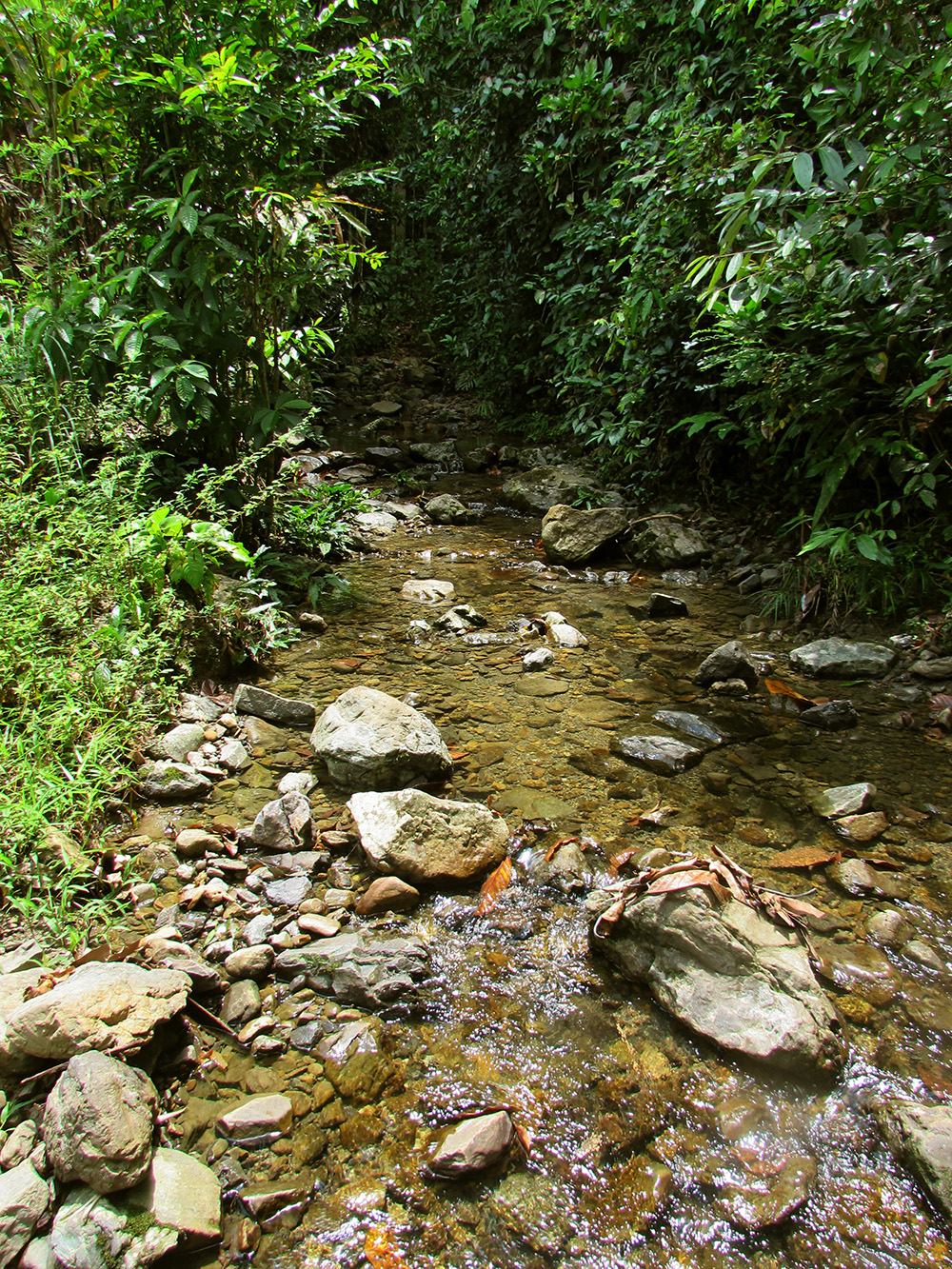 Mountain stream