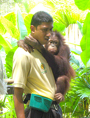 orang utan