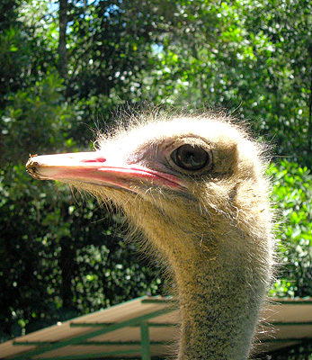 Ostrich