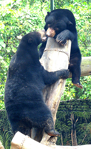 Malayan Sun Bear