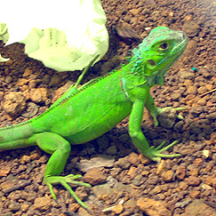 lizard