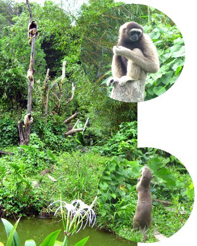 Gibbons