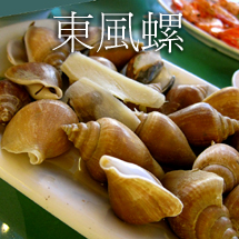 東風螺,沙巴特產