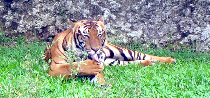 Malayan Tiger