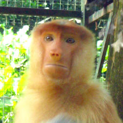 A female is small in size and smaller sharp nose.