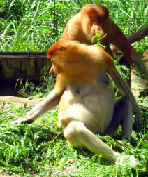 Behind : A male. Front : A female