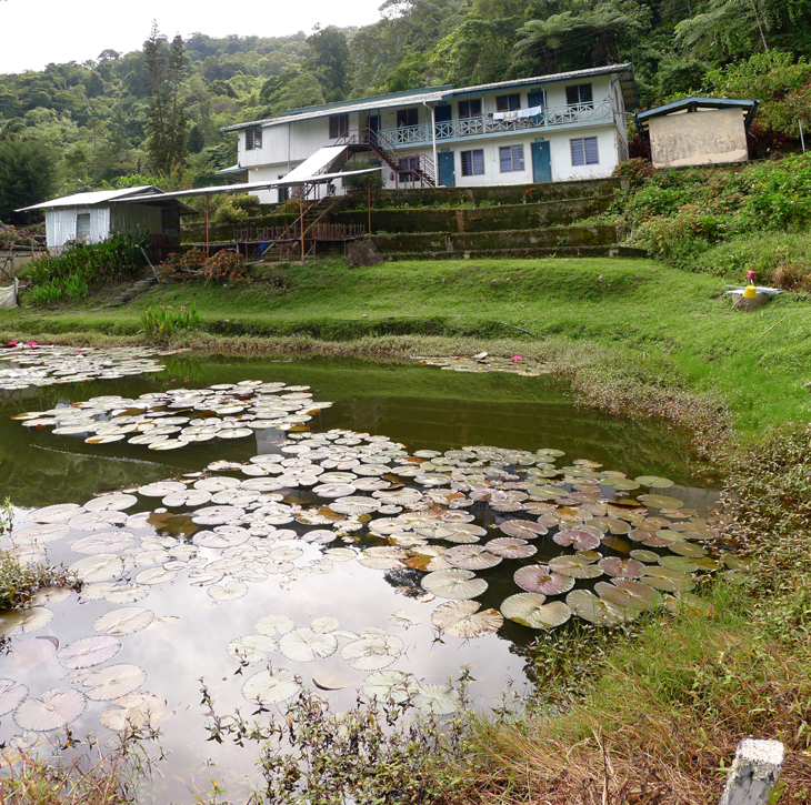 Haleluyah Retreat Centre water lily pond
