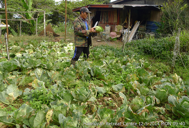 Vegetable farm at Haleluyah Retreat Centre
