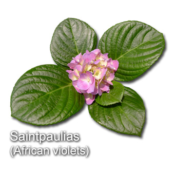 Saintpaulias (African violets)