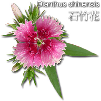 石竹花 Dianthus chinensis
