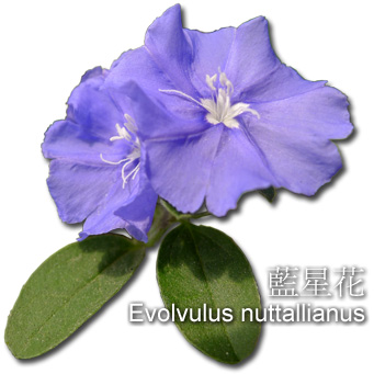 藍星花 Evolvulus nuttallianus