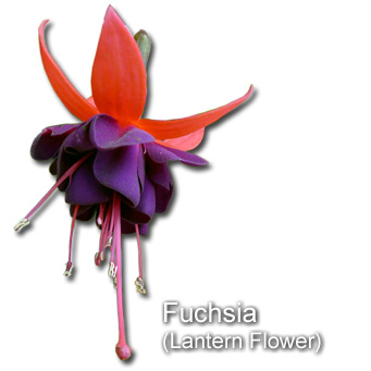 倒掛金鐘花  Fuchsia (Lantern Flower)