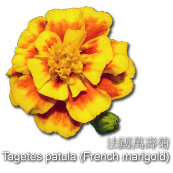 法國萬壽菊 Tagetes patula (French marigold)