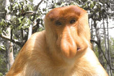 Proboscis Monkey