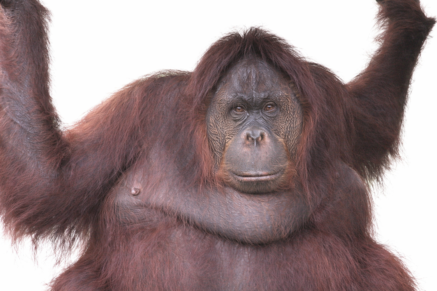 西必洛人猿保護中心