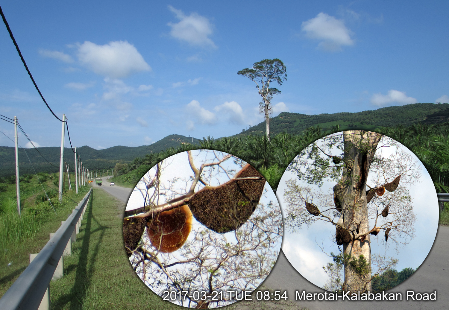 A bee-tree along the Merotai-Kalabakan Highway