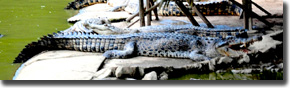 Jong's Crocodile Farm /Mini Zoo