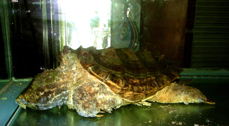 Old turtle in BATU NIAH FOOD COURT