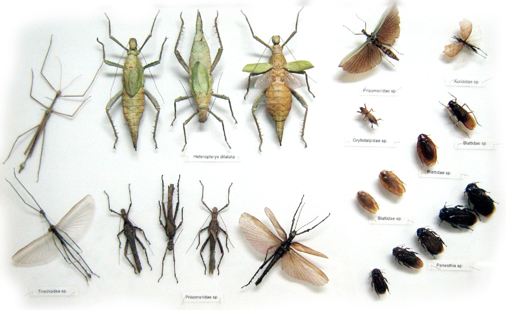 Index of /Geography/WestMalaysia/KualaLumpur/InsectMuseum/