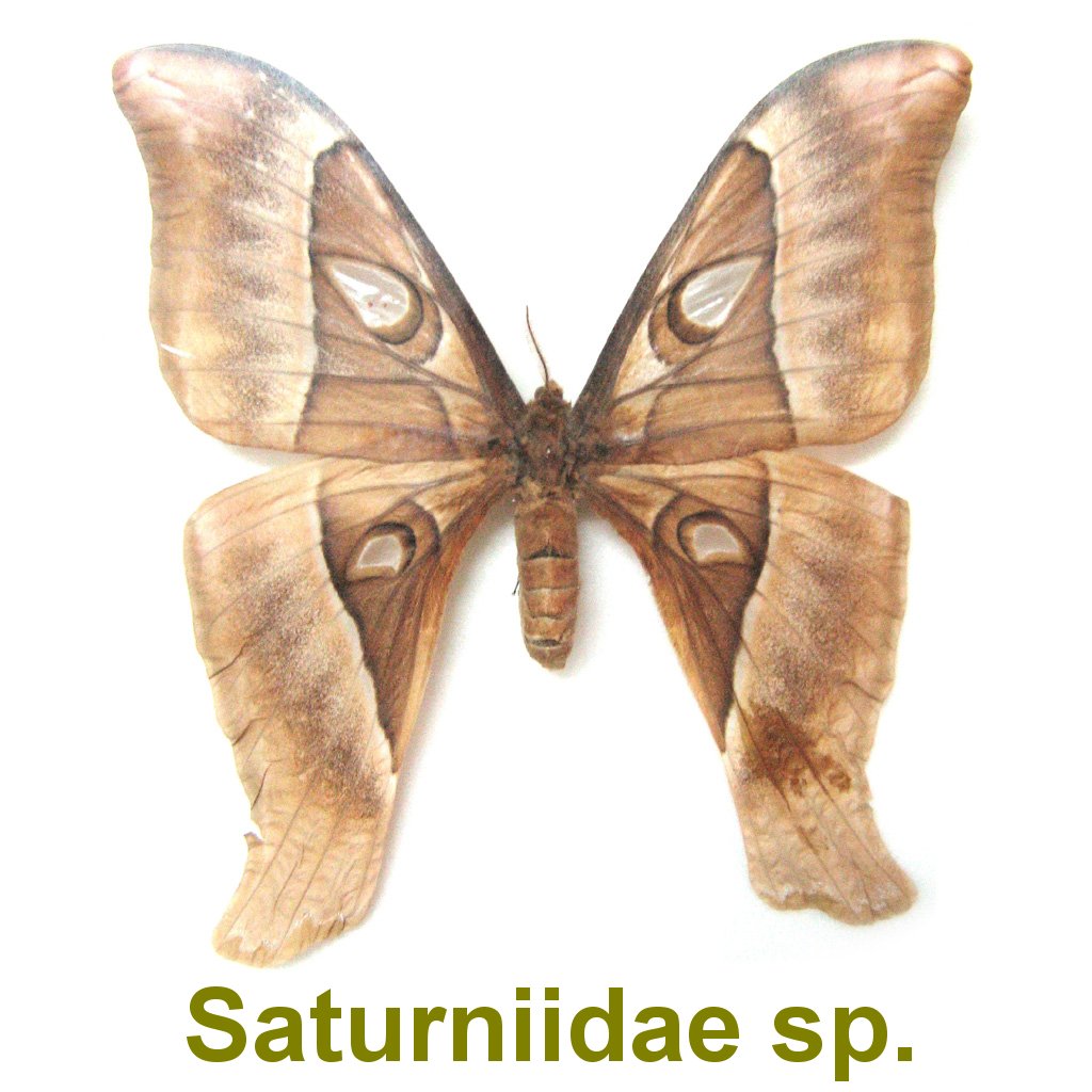 Index of /Geography/WestMalaysia/KualaLumpur/InsectMuseum/