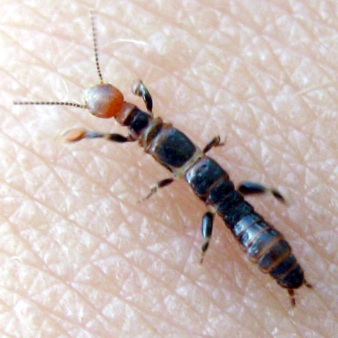 An ant photographed in the Tawau district