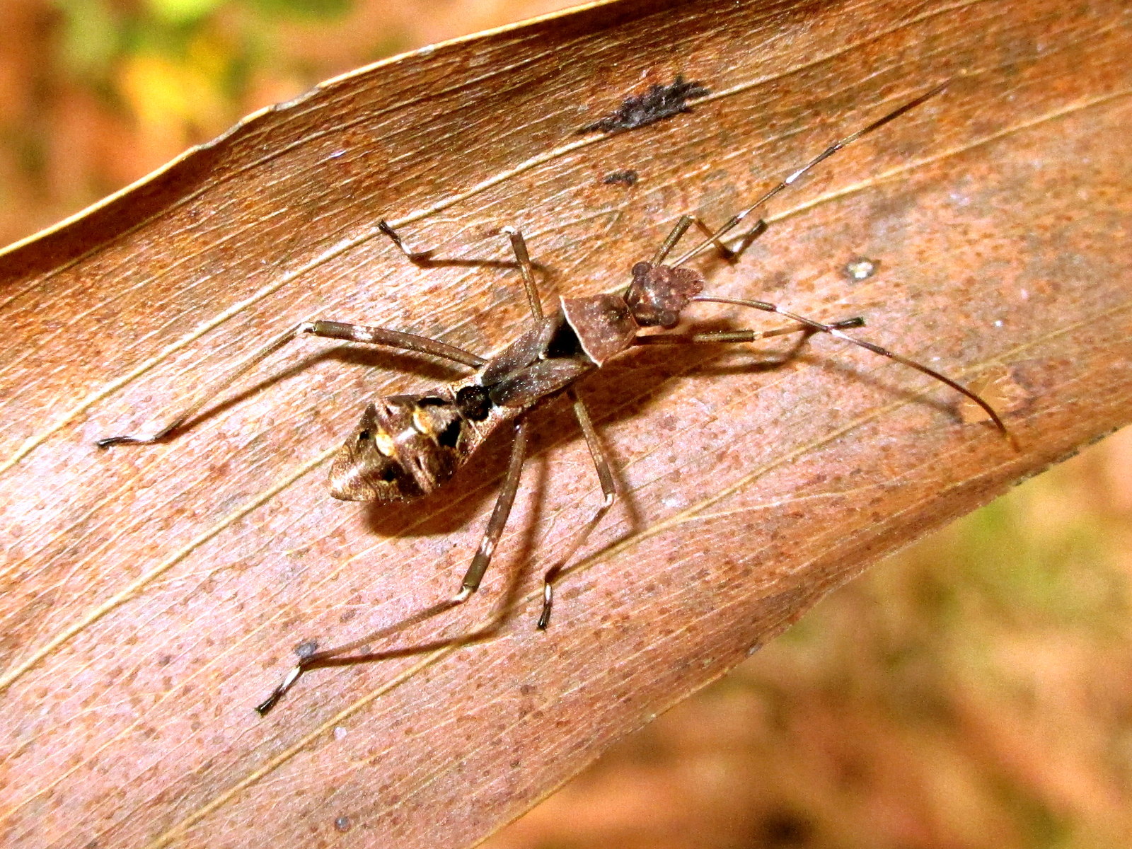 A slender chocolate-brown insect about 10 mm long, standing on a dry fallen leaf that fills the frame. Its long thin legs are banded pale and dark with black tips, and two long antennae sweep out ahead of it. The body reads as two lumps rather than three: a narrow front section carrying the head and legs, and a rounded rear section marked with cream and black patches, with a pale band between them that looks like a gap. The leaf is reddish-brown with fine parallel veins.