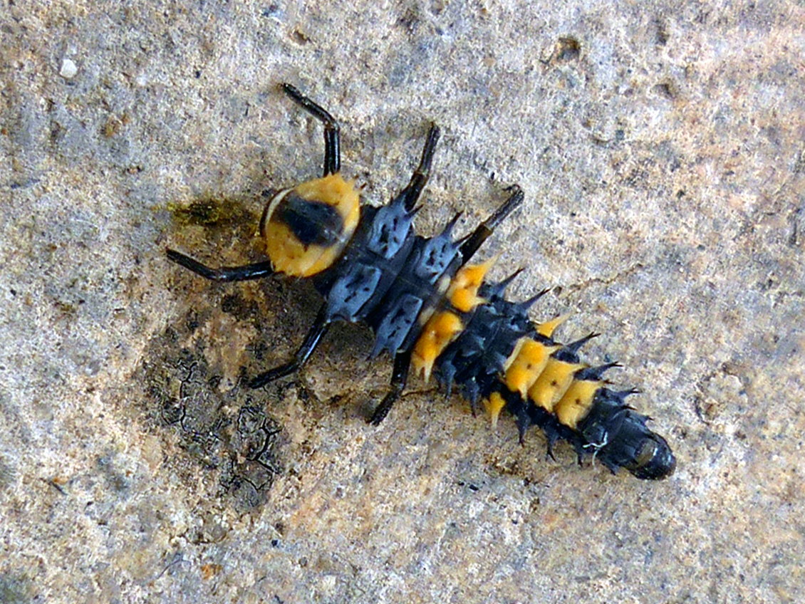 A spiny black and orange insect larva on rough grey concrete, seen from above. The body is elongate and tapers towards the rear. Behind a small dark head sits a pale orange plate marked with a dark central blotch, and then a series of segments each carrying a ring of short branched black spines. Orange patches run along both sides of the middle and rear segments, alternating with black. Six long black legs are held well forward, three on each side of the front of the body. There are no wings.