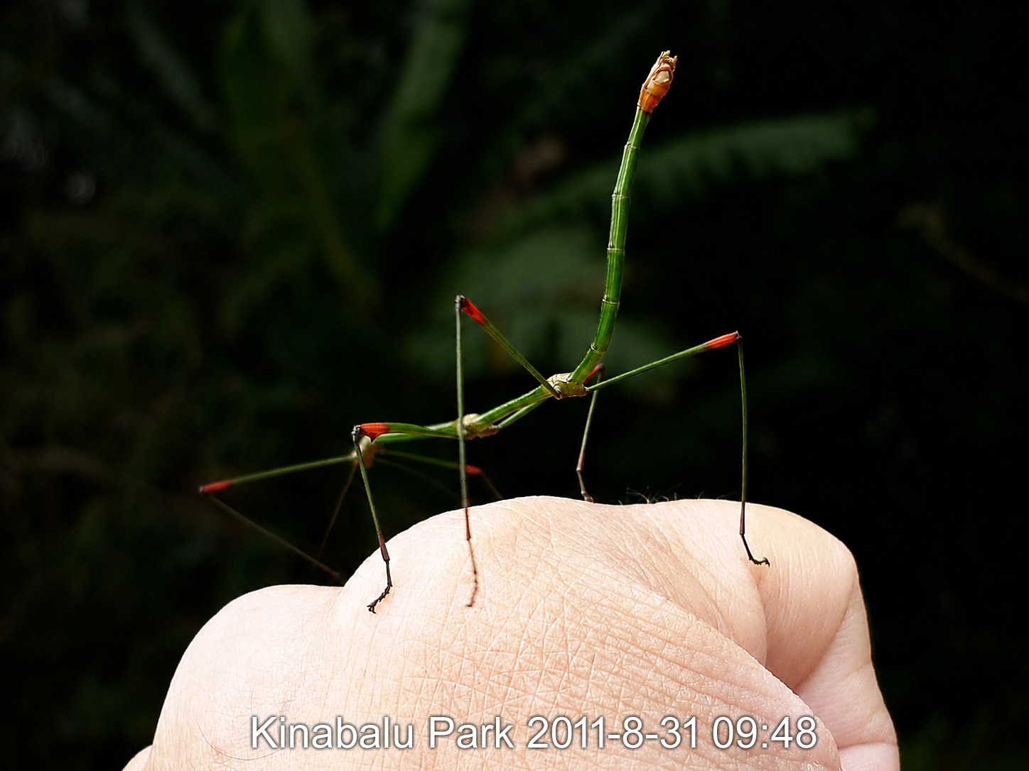 A slender bright green stick insect standing on the back of a human hand, seen against dark forest foliage. Its body is smooth and cylindrical with no wings, the abdomen raised and curving upward to a swollen orange-brown tip. The legs are green with vivid red bands at the joints, and the antennae are long, dark and thread-like. A caption along the foot of the photograph records the place and date.