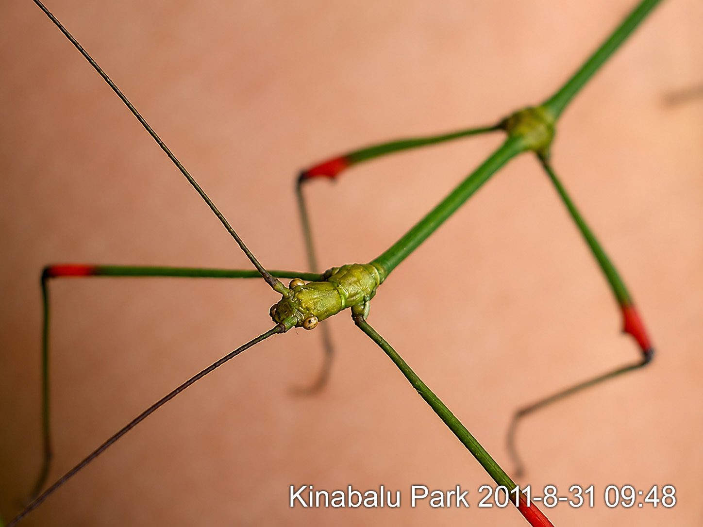 Close-up of the same insect's head and front body against the photographer's skin. The head is small, smooth and green with rounded pale eyes, and bears two very long dark thread-like antennae, far longer than the front legs are thick. The green legs show bright red bands at the joints. No wings or wing buds are visible on the thorax.